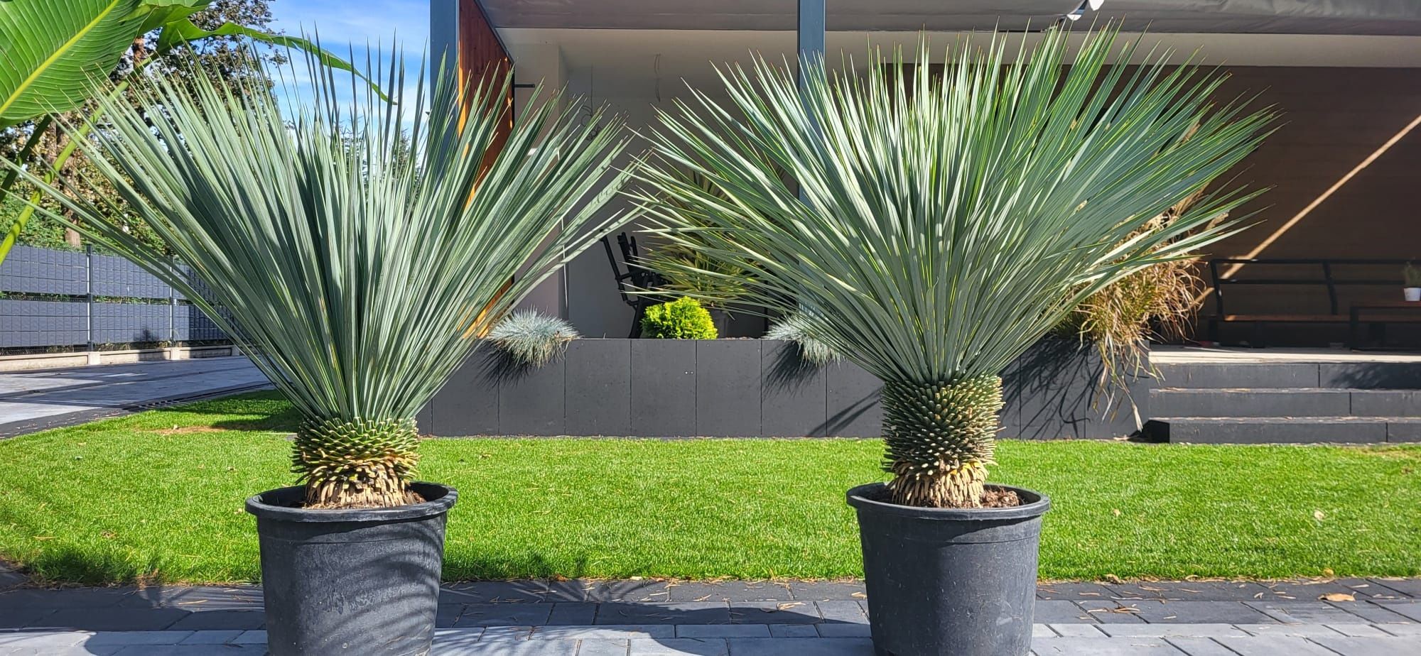 Yucca rostrata.  Rigida. Filifera. Fortunei.