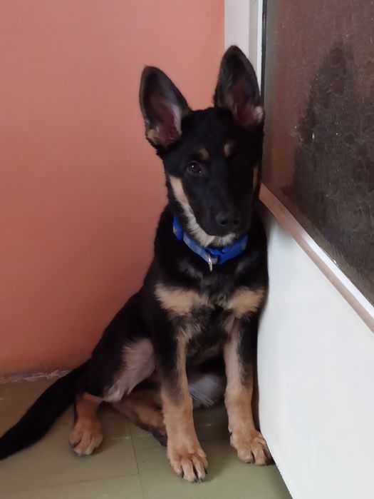 Owczarek niemiecki do adopcji