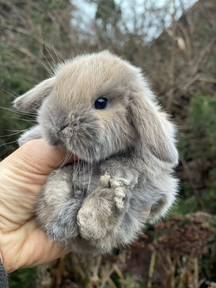 Очень красивого и редкого окраса крольчонок самой маленькой породы NHD