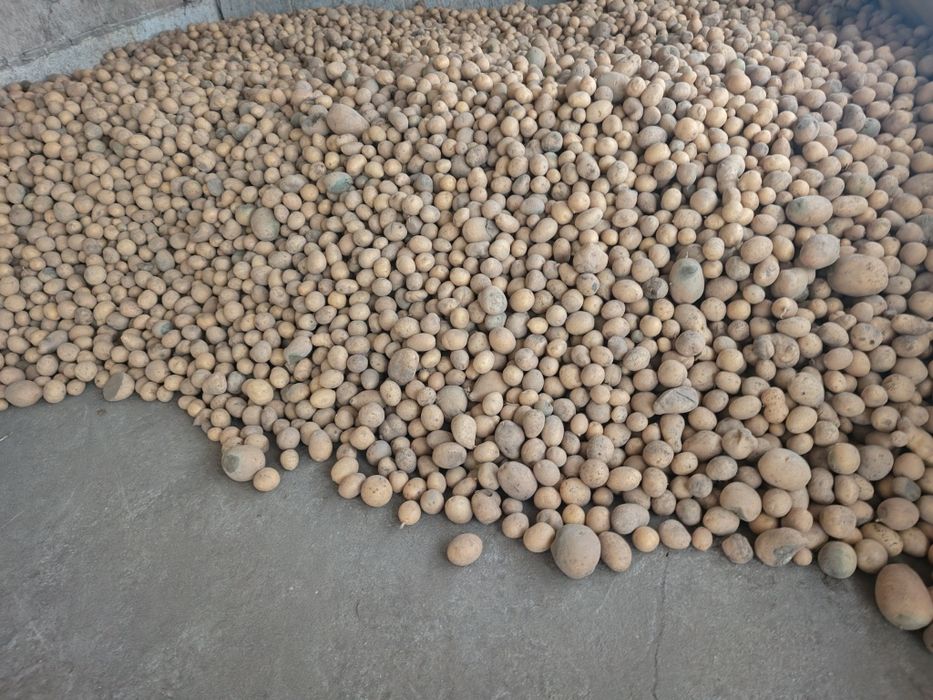 Ziemniaki paszowe/odpadowe