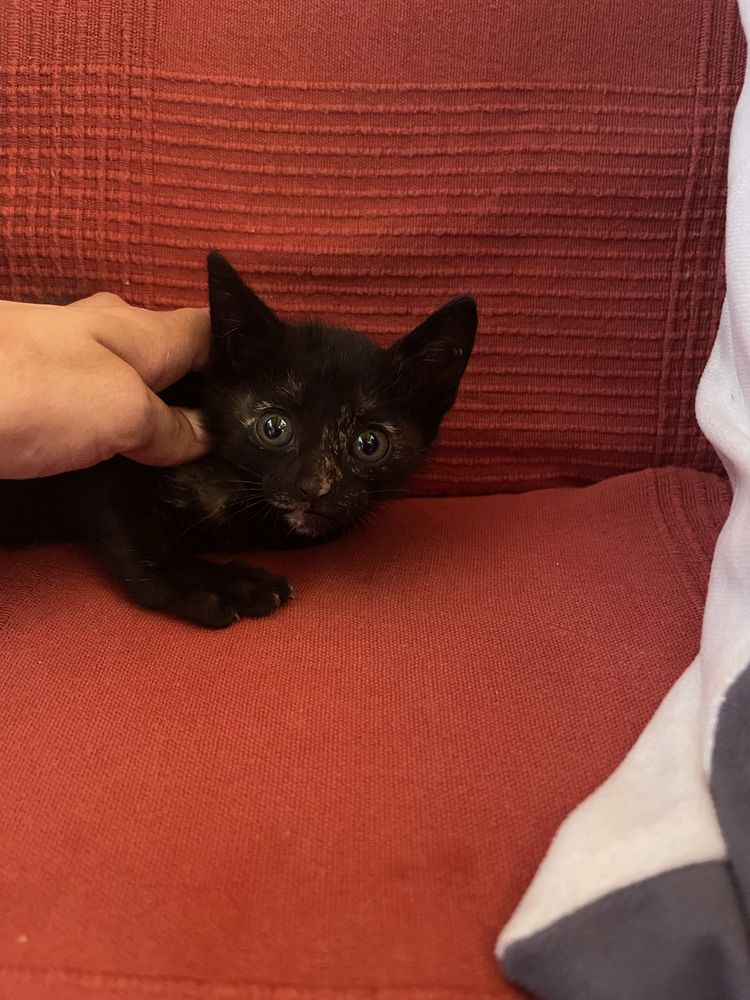 Gatinhas para adoção