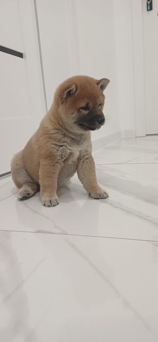 Piesek shiba inu
