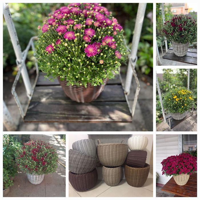 Хризантеми різні. Є подарункові комплекти з кашпо.