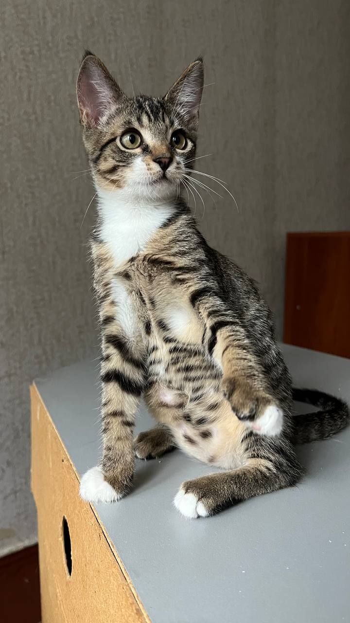 Отдам _ кошки_ котята _ лучик