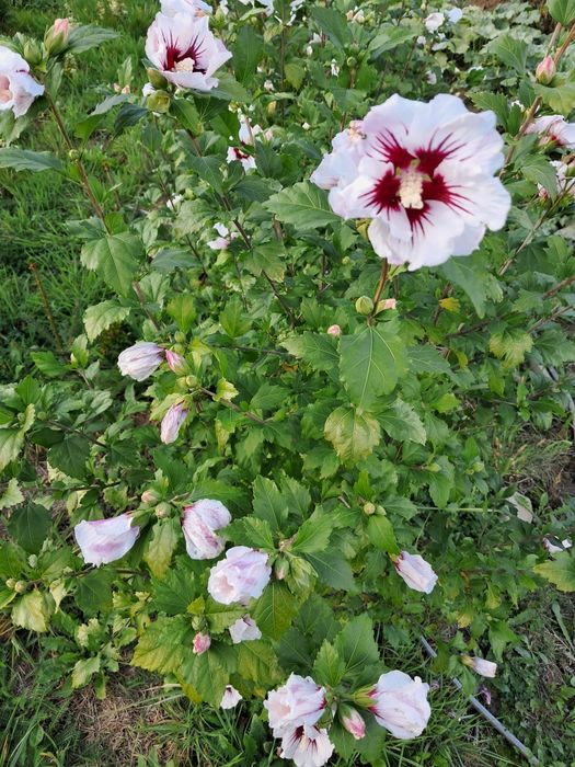 Trzmielina Fortunea 30cm