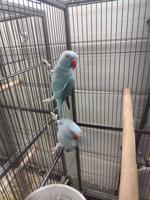 Ring necks adultos para ceder março 2024 nascidos