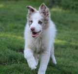 Border Collie cudowny chłopiec .