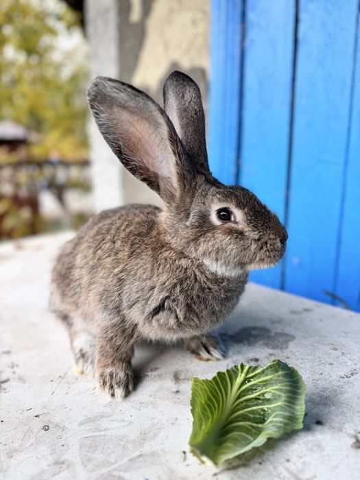 Кролики породи Бельгійський фландр