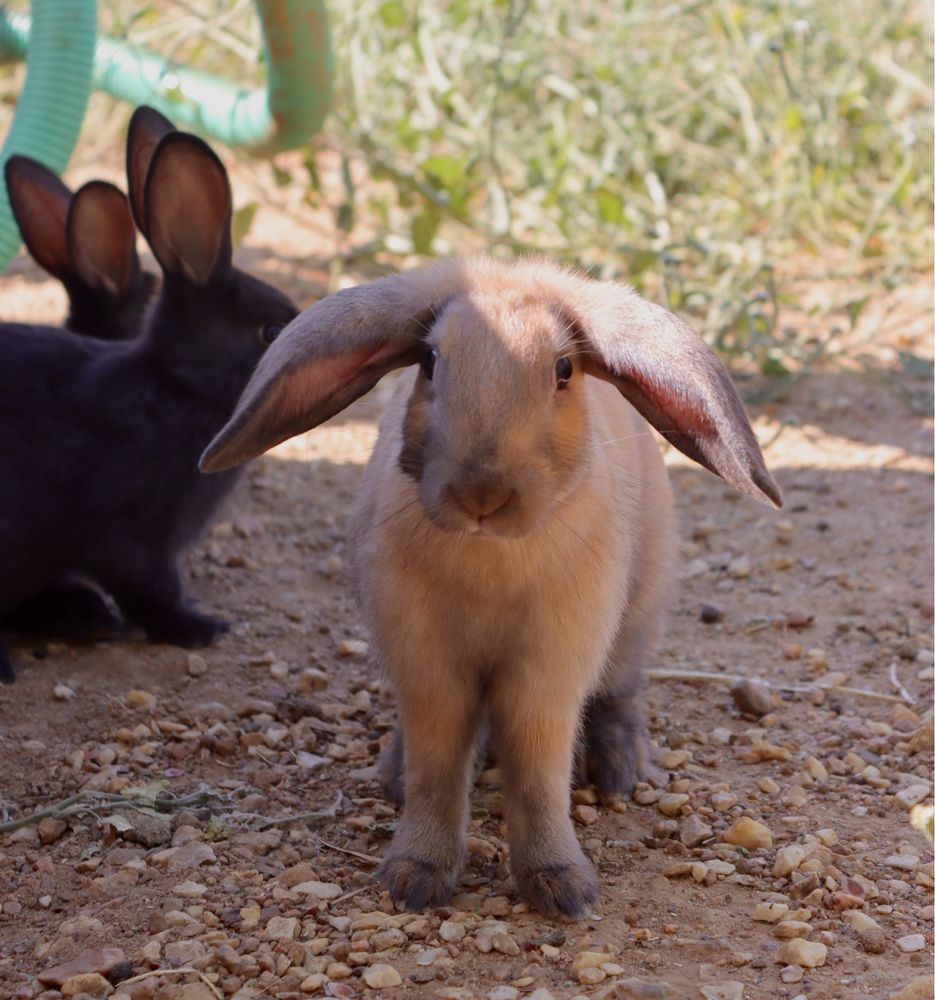 Coelhos para engorda ou recria