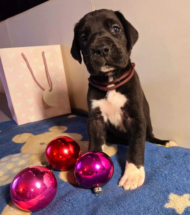 Dog niemiecki przecudny szczeniak Hodowla Dolce Lalla