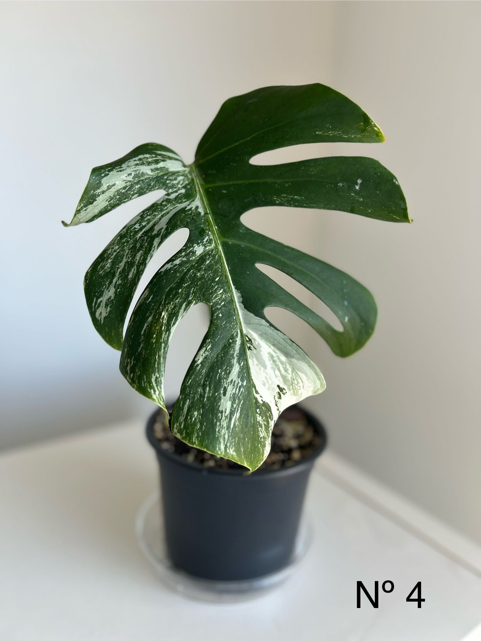 Monstera ALBO VARIEGATA (vendo 2 plantas diferentes)