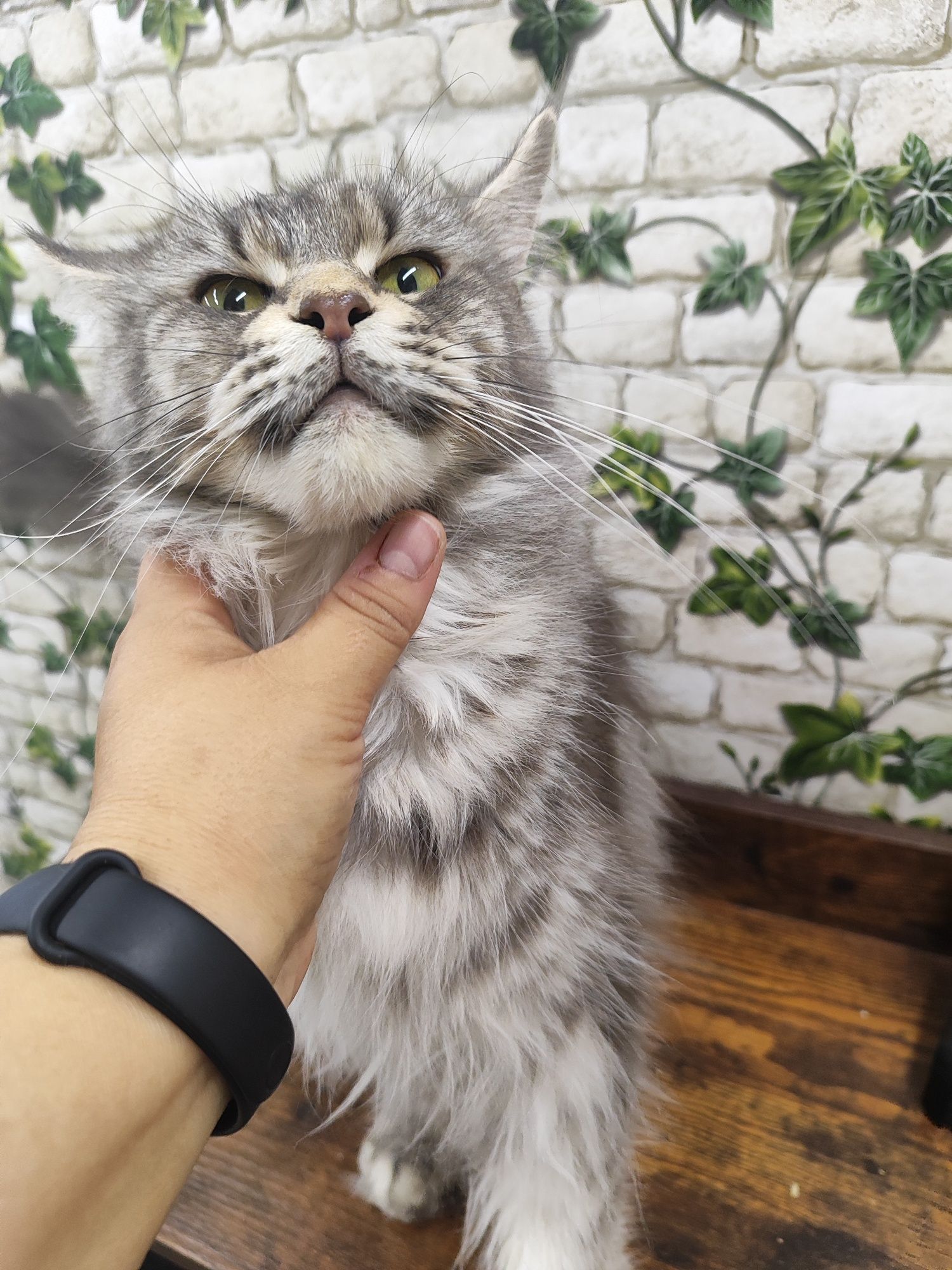 Maine Coon kotka