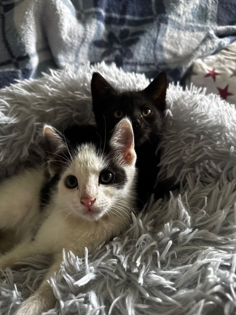 Malutkie kotki do adopcji