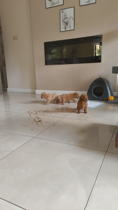 Pudel Red Miniaturowy urocze maleństwo