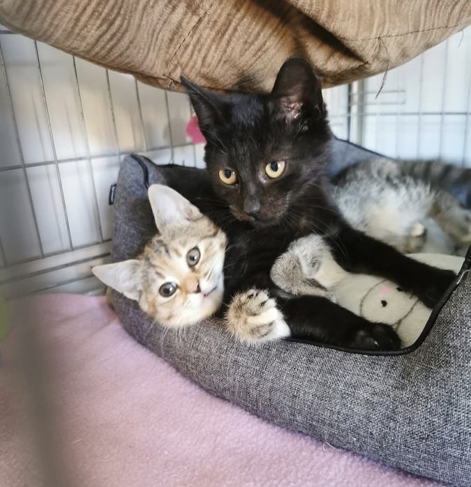 3 miesięczna koteczka szuka domu