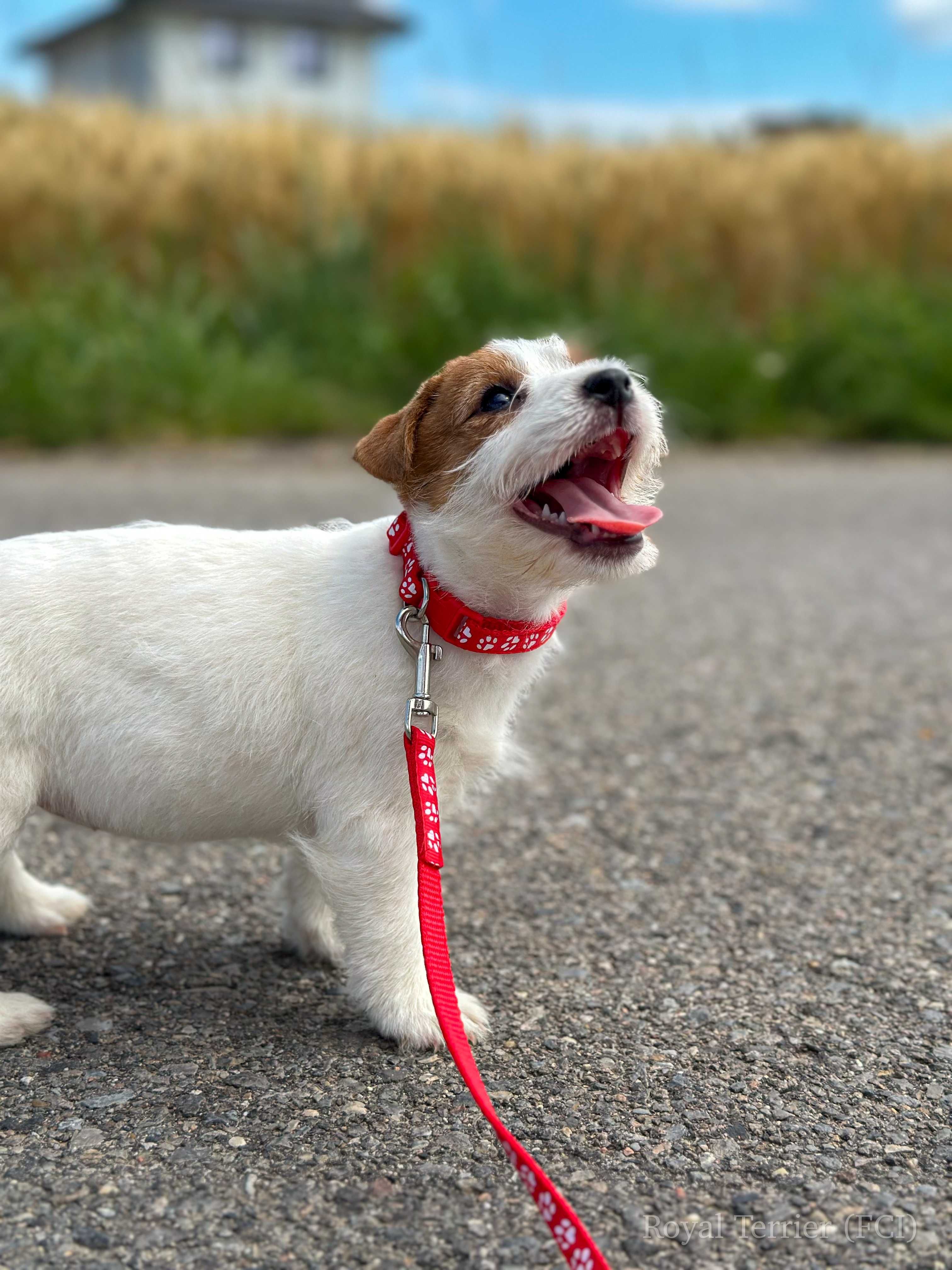 suczka Jack Russell terrier ZKWP/FCI szorstkowłosa