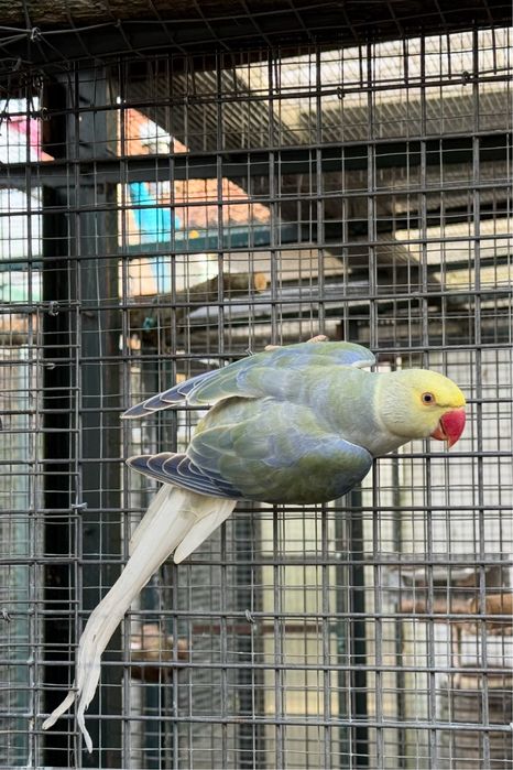 Violeta Turquesa Cc Macho 2024