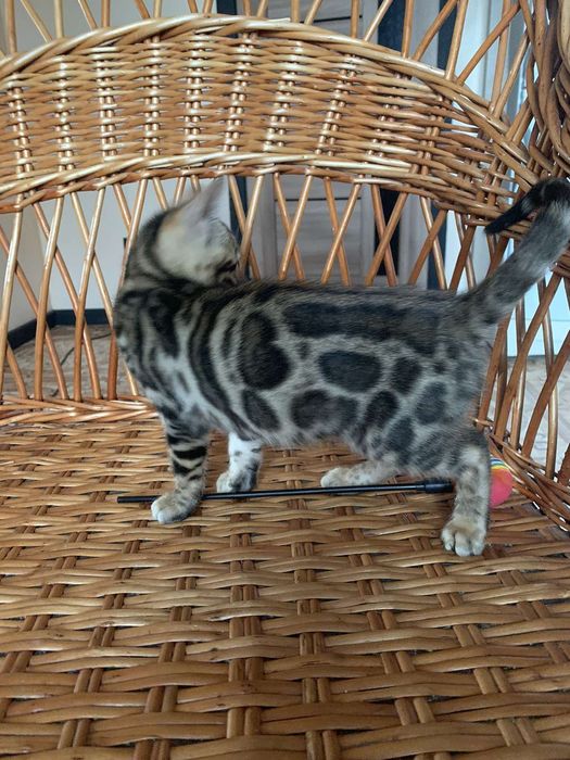 Яркая бенгальская кошечка