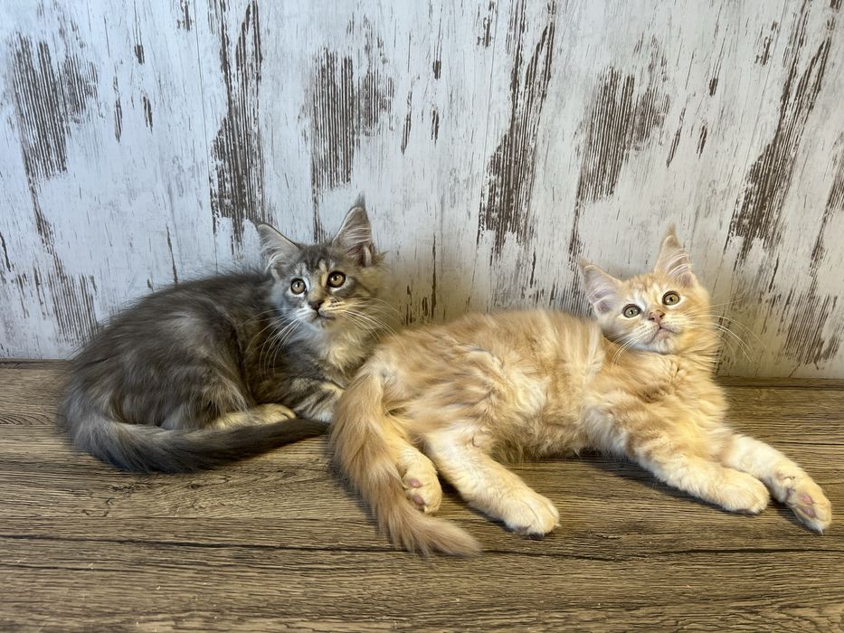 Kotka   Maine Coon  z Rodowodem