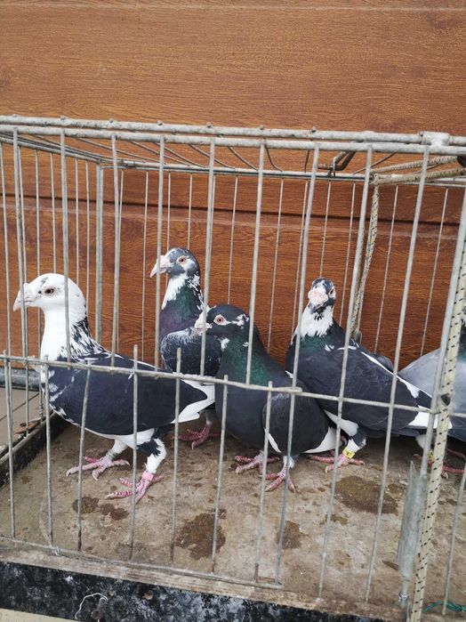 Sprzedam gołebie staropolskie samice