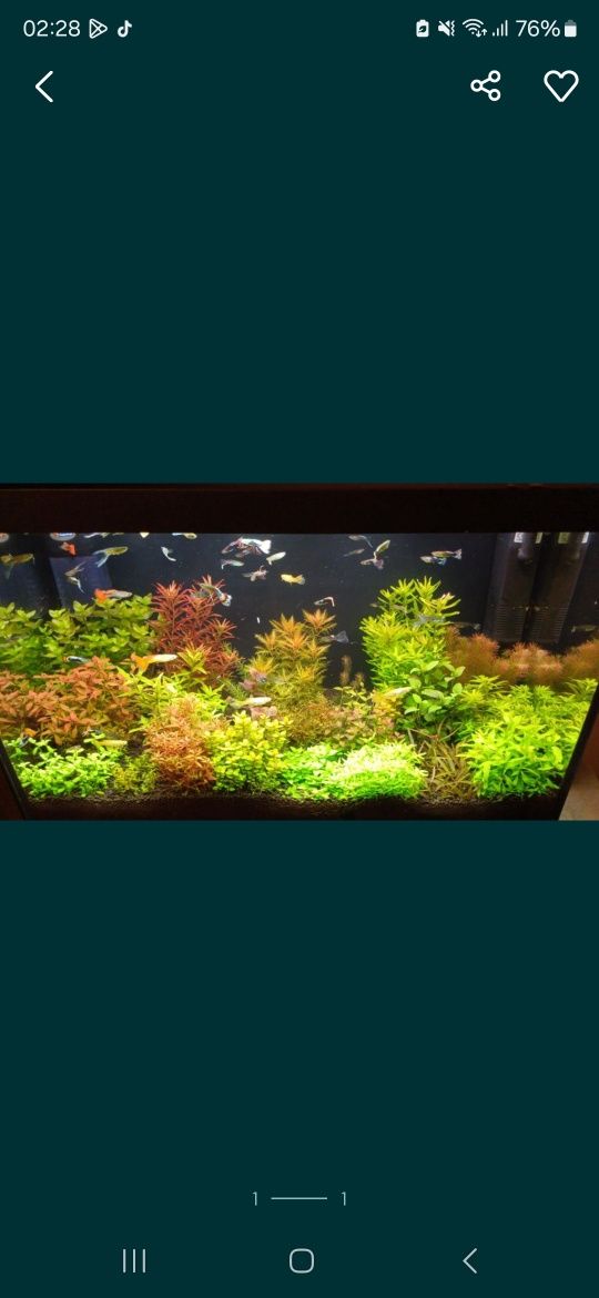 ludwigia belem variegata Rarytas Wysyłka