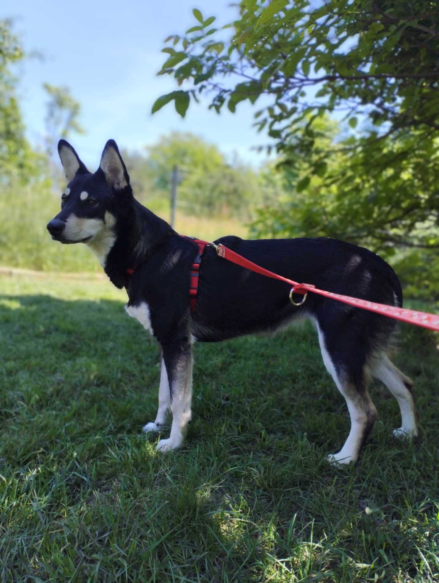 Półroczna suczka mix husky szuka domu
