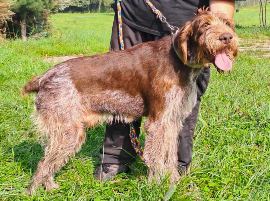 Charlie w typie wyżła szuka fajnego domu !