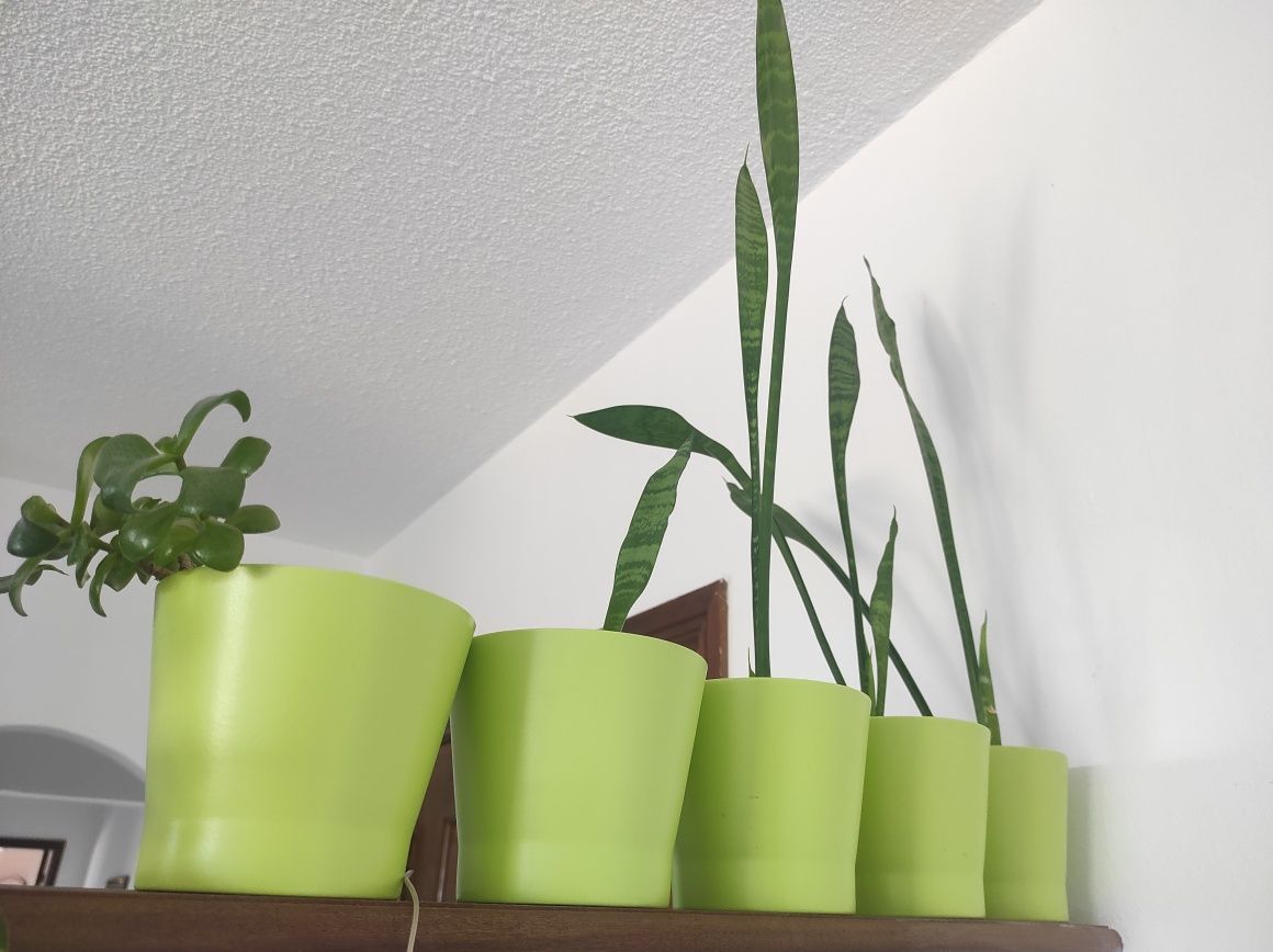 Conjunto de 5 vasos decorativos com plantas