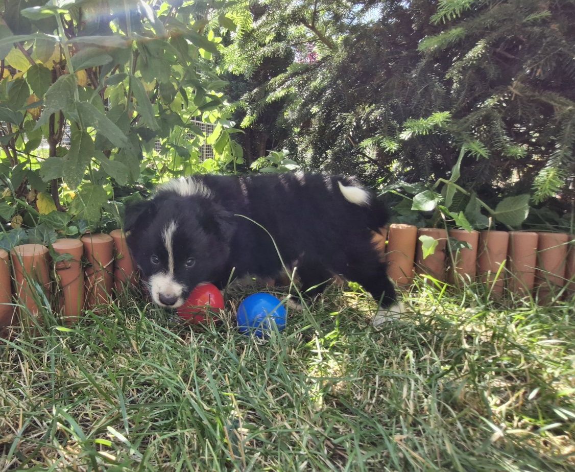 Border Collie piesek czarno biały