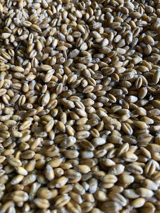 Pszenica tegoroczna ozima