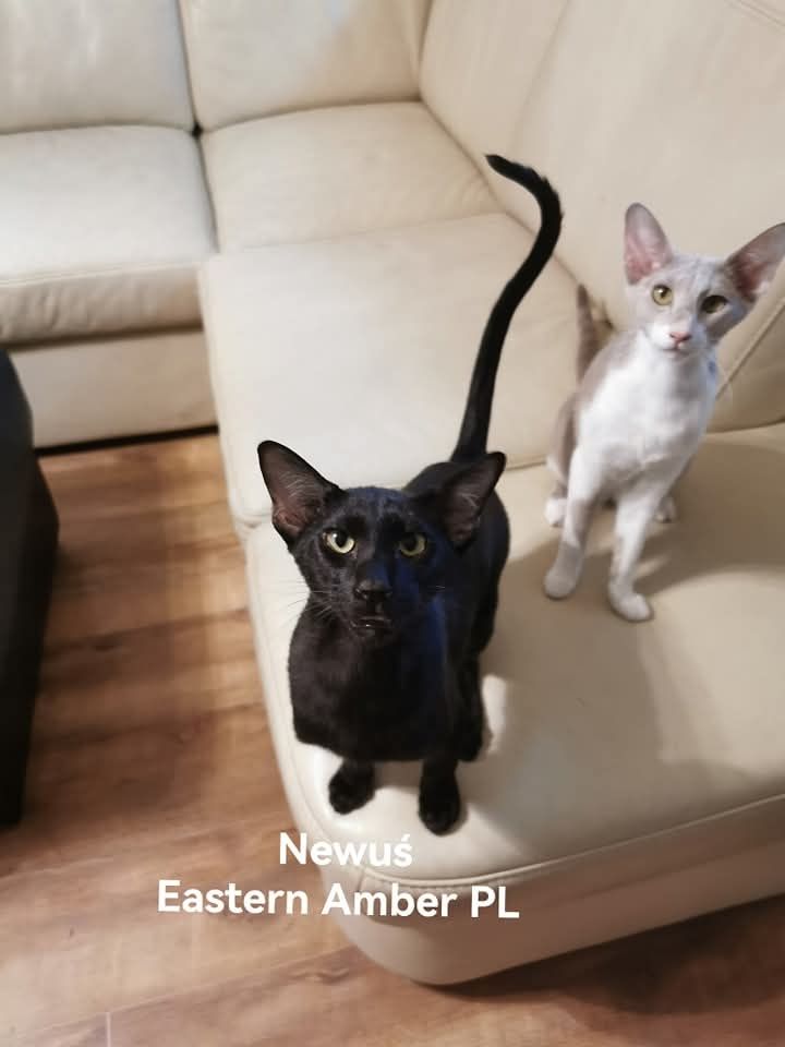 Peterbald orientalny kocurek gotowy do zmiany domku