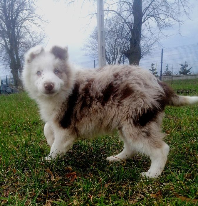 Cholocate, red i blue merle Border Collie, DO ODBIORU