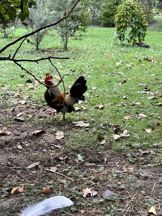 Sprzedam parke batmanki i liliputa