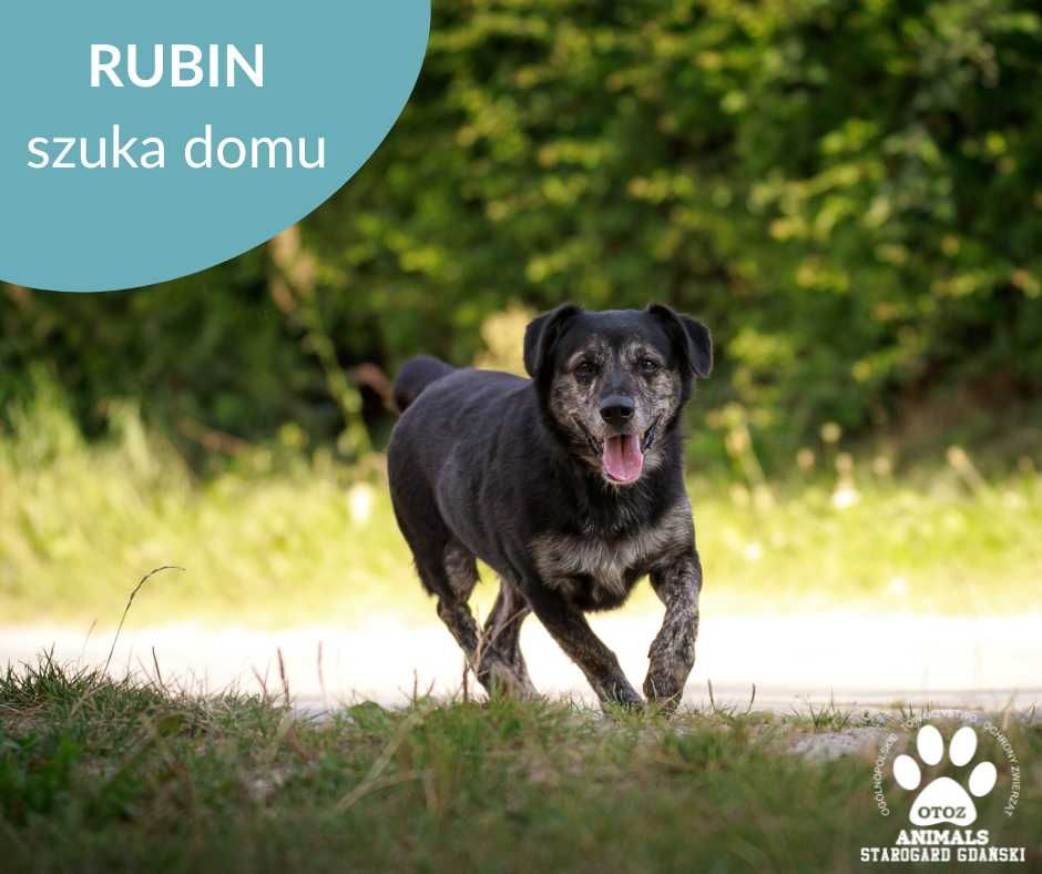 Psiak Rubin szuka domu!