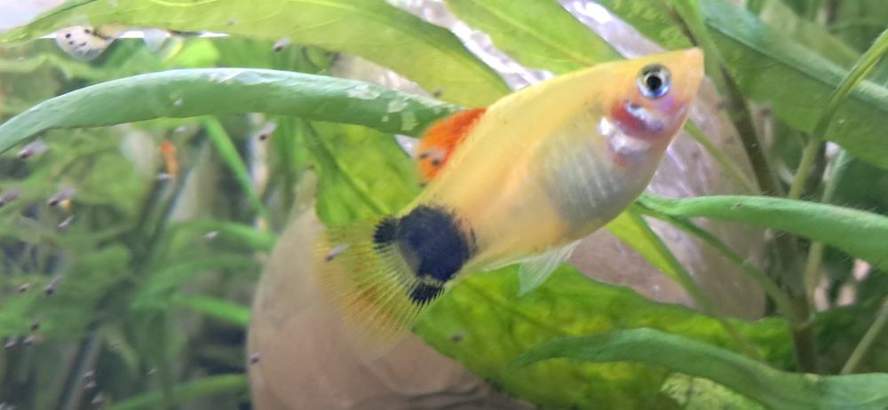 Sprzedam rybki akwariowe