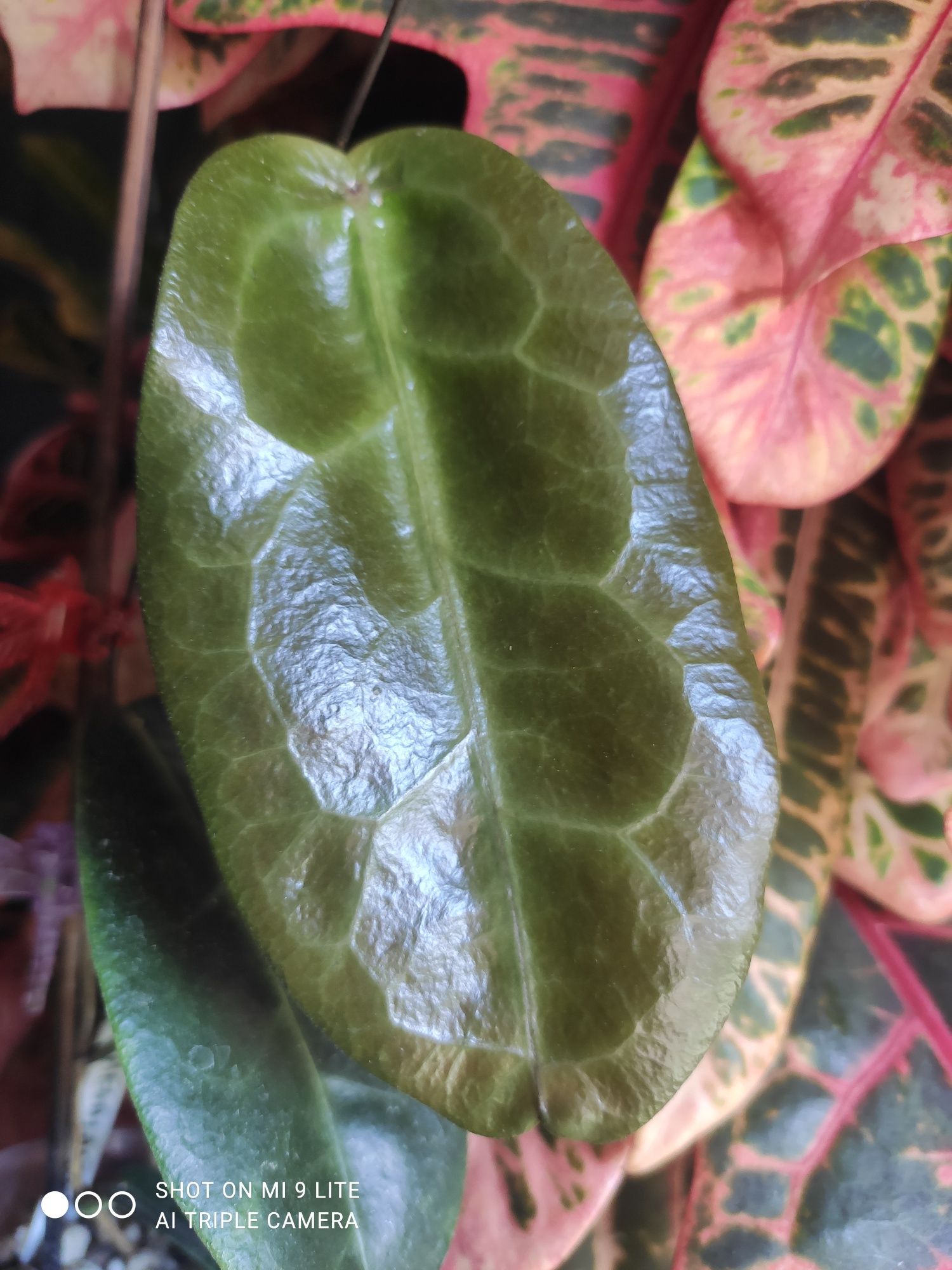 Hoya megalaster sp.papua