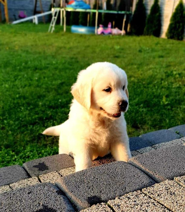 Szczeniaki Golden Retriever. Rodowów mikroczip szczeniak