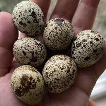 Перепелки !яйца инкубационные