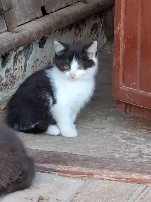 Oddam za darmo śliczne kotki