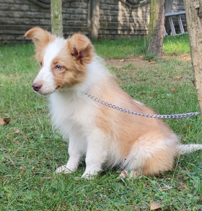 Border collie piesek numer 2