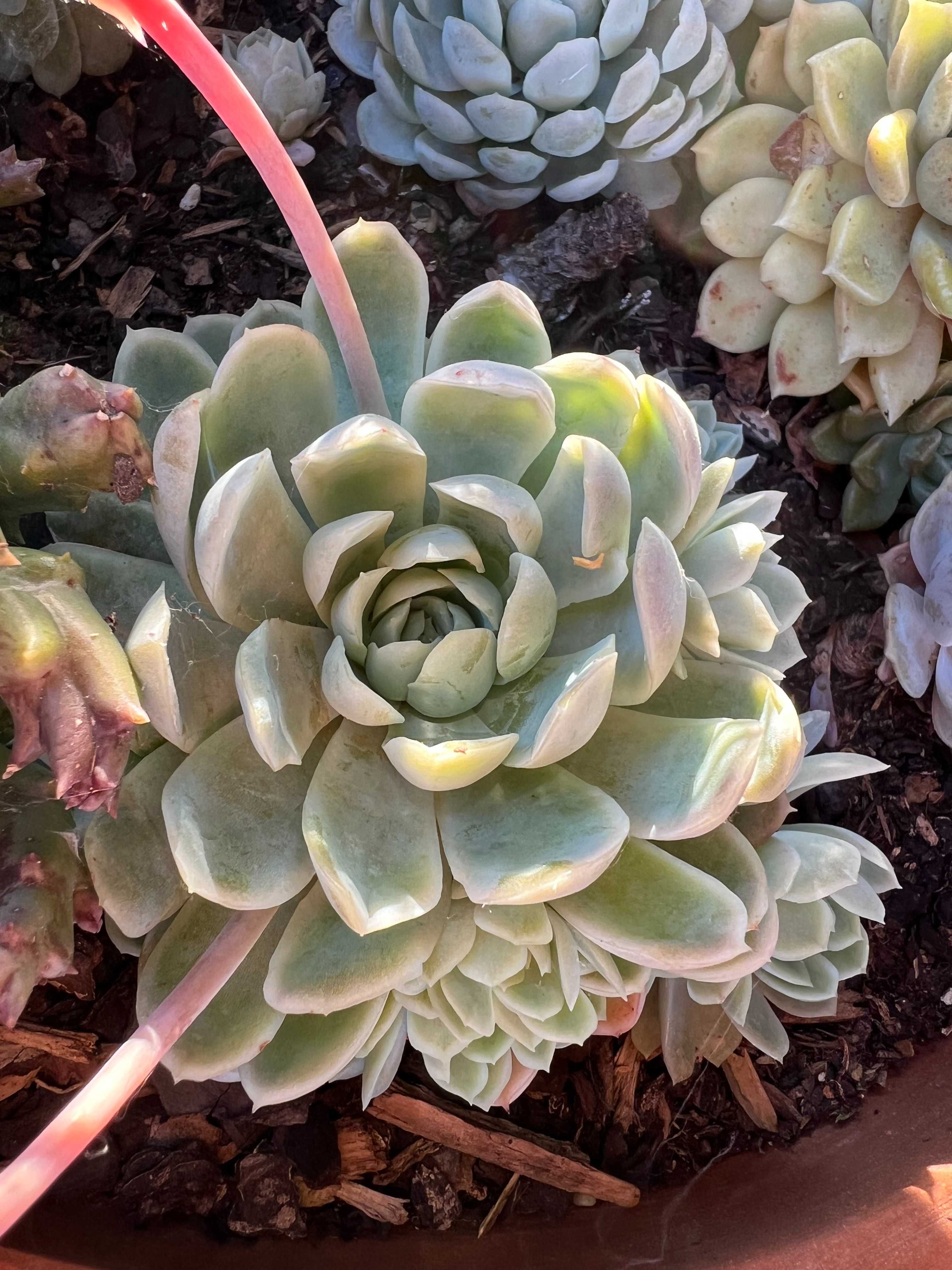 Suculenta Echeveria Elegans