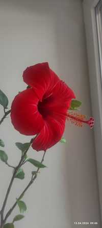 Красная роза комнатная Гибискус
