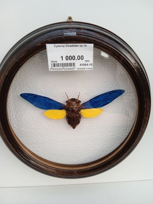 Сувенир бабочка в рамке в деревянной под стеклом