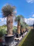Yucca rostrata, juka, juka mrozoodporna -20