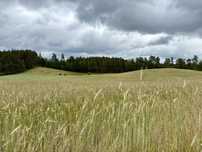 Sprzedam malowniczo położone działki budowlane – Lipusz (Borowiec)