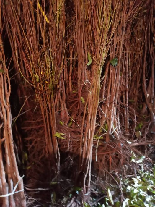 Саженцы плодовых и экзотических деревьев