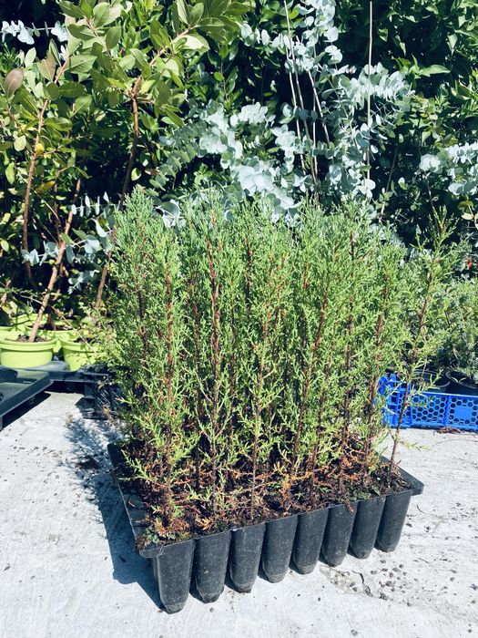 Ciprestes em covete estreitos e altos