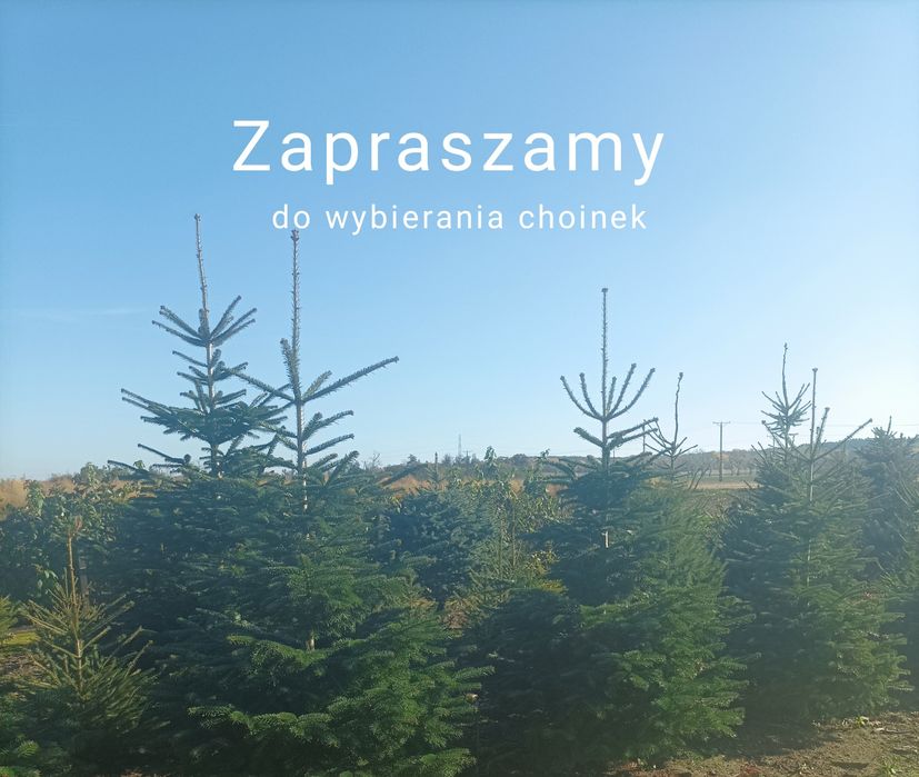 Choinki świąteczne