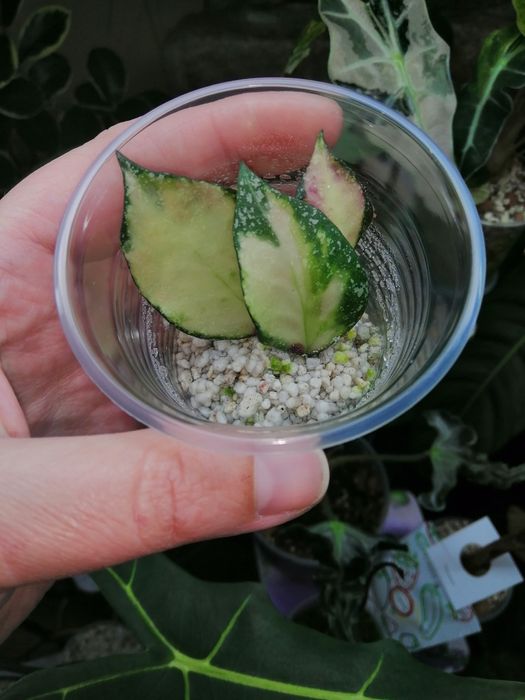 Хойя набаваненсис вар