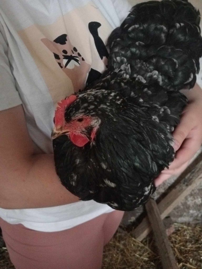 Kury Kochin Olbrzymi+kogut i młodzież